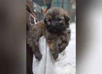 Leni - verschmustes Welpenmädchen, verspielt, lieb & mutig