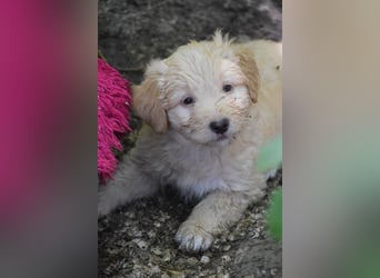 Lea - freundliches, aufgeschlossenes Hundekind, liebt die Nähe der Menschen