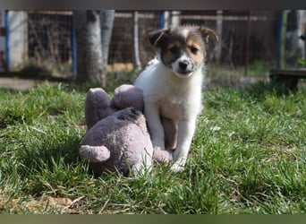 Emilia - zuckersüße, freundliche und verschmuste Welpen Hündin