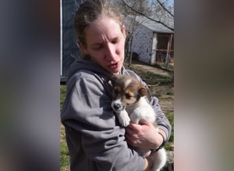 Emilia - zuckersüße, freundliche und verschmuste Welpen Hündin