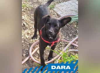Dara
