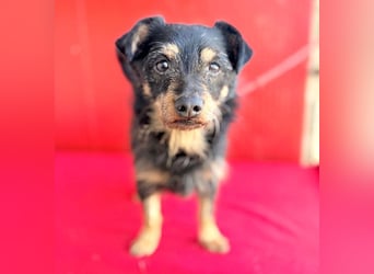 ❤️❤️❤️ süßer kleiner FRIDOLIN - 6 Jahre, 25cm/5kg - Mini-Mix