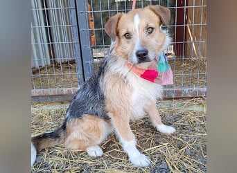 (R)* ❤️❤️❤️ süßer kleiner FRIDOLIN - 6 Jahre, 25cm/5kg - Mini-Mix