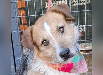 (R)* ❤️❤️❤️ süßer kleiner FRIDOLIN - 6 Jahre, 25cm/5kg - Mini-Mix