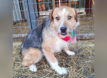 (R)* ❤️❤️❤️ süßer kleiner FRIDOLIN - 6 Jahre, 25cm/5kg - Mini-Mix