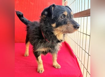 ❤️❤️❤️ süßer kleiner FRIDOLIN - 6 Jahre, 25cm/5kg - Mini-Mix