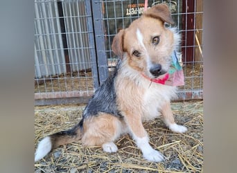 (R)* ❤️❤️❤️ süßer kleiner FRIDOLIN - 6 Jahre, 25cm/5kg - Mini-Mix