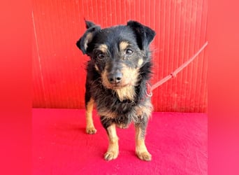 ❤️❤️❤️ süßer kleiner FRIDOLIN - 6 Jahre, 25cm/5kg - Mini-Mix