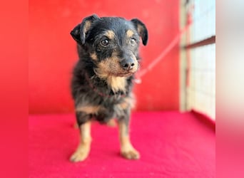 ❤️❤️❤️ süßer kleiner FRIDOLIN - 6 Jahre, 25cm/5kg - Mini-Mix