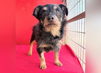 ❤️❤️❤️ süßer kleiner FRIDOLIN - 6 Jahre, 25cm/5kg - Mini-Mix