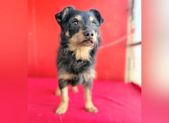 ❤️❤️❤️ süßer kleiner FRIDOLIN - 6 Jahre, 25cm/5kg - Mini-Mix