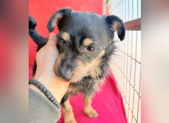 ❤️❤️❤️ süßer kleiner FRIDOLIN - 6 Jahre, 25cm/5kg - Mini-Mix