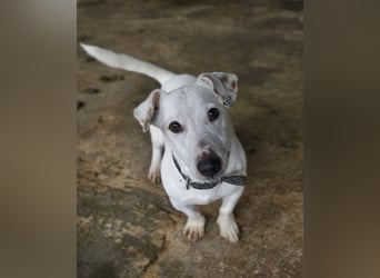 Josef, geb. ca. 10/2023, lebt in GRIECHENLAND, auf einer privaten Pflegestelle