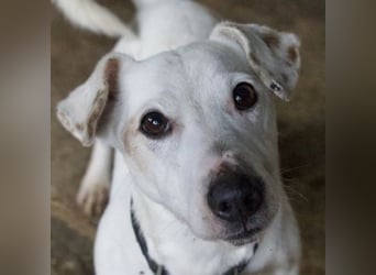 Josef, geb. ca. 10/2023, lebt in GRIECHENLAND, auf einer privaten Pflegestelle