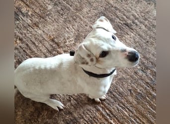 Josef, geb. ca. 10/2023, lebt in GRIECHENLAND, auf einer privaten Pflegestelle