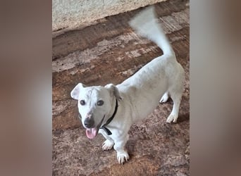 Josef, geb. ca. 10/2023, lebt in GRIECHENLAND, auf einer privaten Pflegestelle