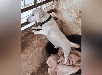 Josef, geb. ca. 10/2023, lebt in GRIECHENLAND, auf einer privaten Pflegestelle