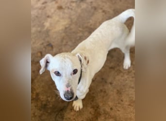 Josef, geb. ca. 10/2023, lebt in GRIECHENLAND, auf einer privaten Pflegestelle