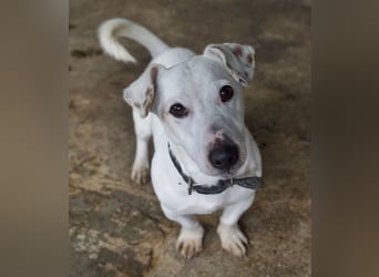 Josef, geb. ca. 10/2023, lebt in GRIECHENLAND, auf einer privaten Pflegestelle