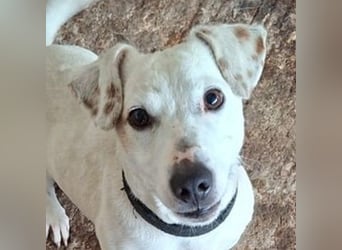 Josef, geb. ca. 10/2023, lebt in GRIECHENLAND, auf einer privaten Pflegestelle