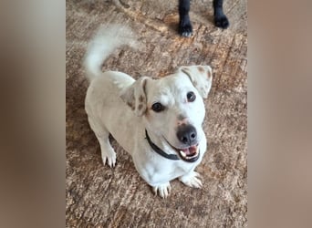 Josef, geb. ca. 10/2023, lebt in GRIECHENLAND, auf einer privaten Pflegestelle