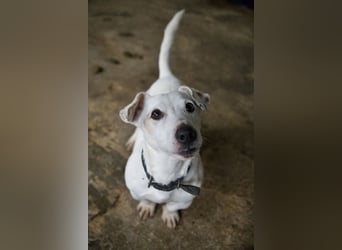 Josef, geb. ca. 10/2023, lebt in GRIECHENLAND, auf einer privaten Pflegestelle