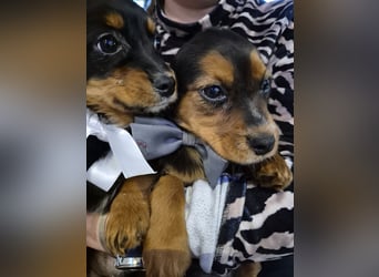 Wunderschöne Welpen