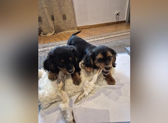 Wunderschöne Welpen