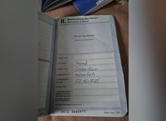 Wunderschöne Welpen