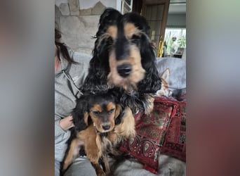 Wunderschöne Welpen