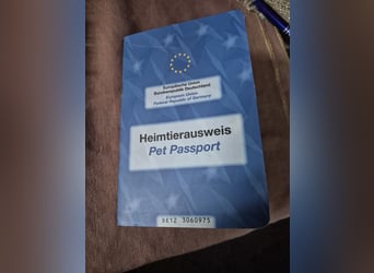 Wunderschöne Welpen