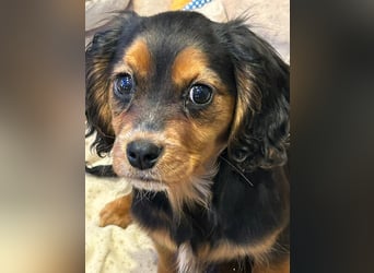 Wunderschöne Welpen