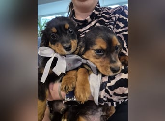 Wunderschöne Welpen