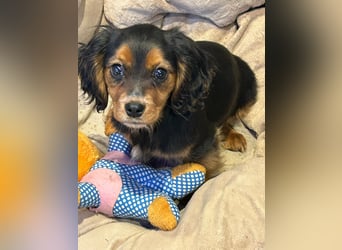 Wunderschöne Welpen