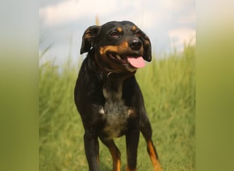 MATYI - Kleinbleibende, gebrochene Seele sucht Neuanfang