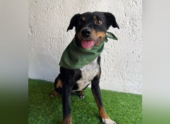 MATYI - Kleinbleibende, gebrochene Seele sucht Neuanfang