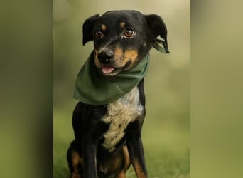 MATYI - Kleinbleibende, gebrochene Seele sucht Neuanfang