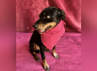 MATYI - Kleinbleibende, gebrochene Seele sucht Neuanfang