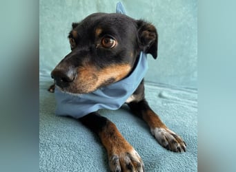 MATYI - Kleinbleibende, gebrochene Seele sucht Neuanfang