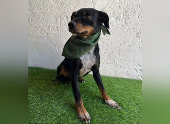 MATYI - Kleinbleibende, gebrochene Seele sucht Neuanfang