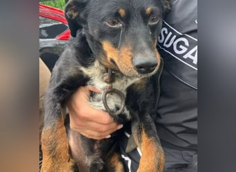 MATYI - Kleinbleibende, gebrochene Seele sucht Neuanfang