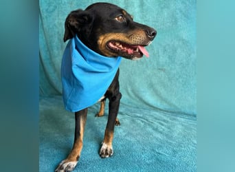 MATYI - Kleinbleibende, gebrochene Seele sucht Neuanfang