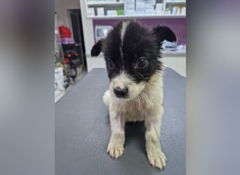 Faith  - zuckersüße Minimaus