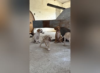 Mini Mischlingswelpe ELLIE sucht eine eigene Familie!