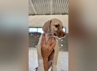 Mini Mischlingswelpe ELLIE sucht eine eigene Familie!