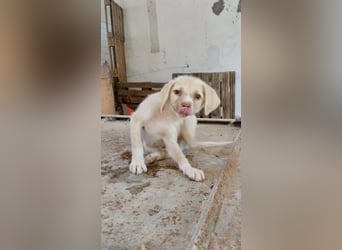 Mini Mischlingswelpe ELLIE sucht eine eigene Familie!