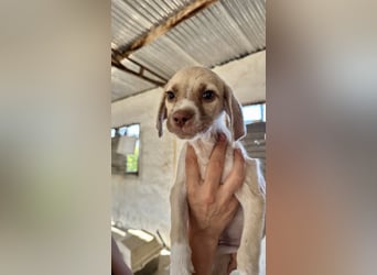 Mini Mischlingswelpe ELLIE sucht eine eigene Familie!