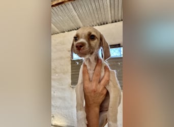 Mini Mischlingswelpe ELLIE sucht eine eigene Familie!