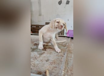 Mini Mischlingswelpe ELLIE sucht eine eigene Familie!