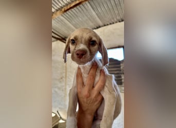 Mini Mischlingswelpe ELLIE sucht eine eigene Familie!